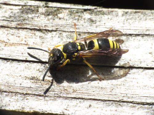 Ancistrocerus sp.